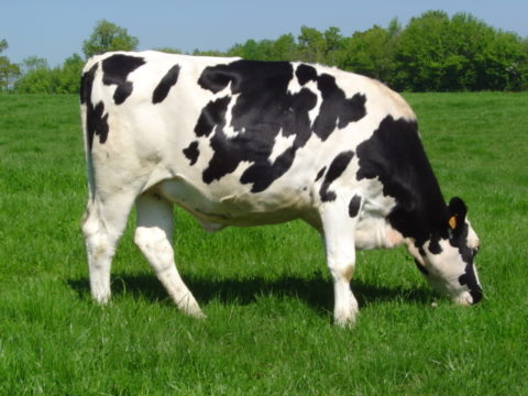 Holstein dairy cow