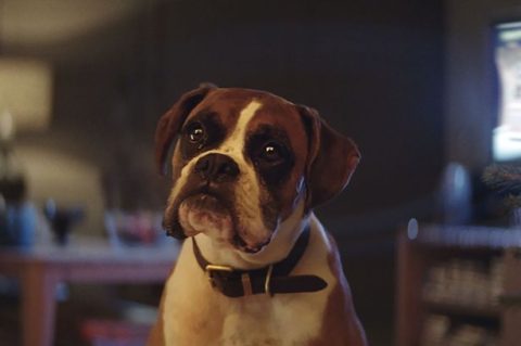 Dog