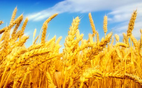 Wheat Field