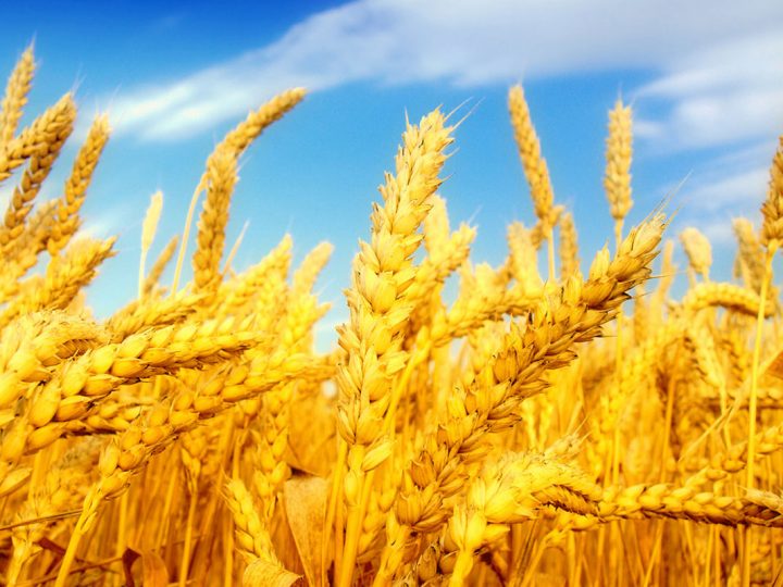 Is Free-From & Alternative Foods Where We Should All Be Focussing?
